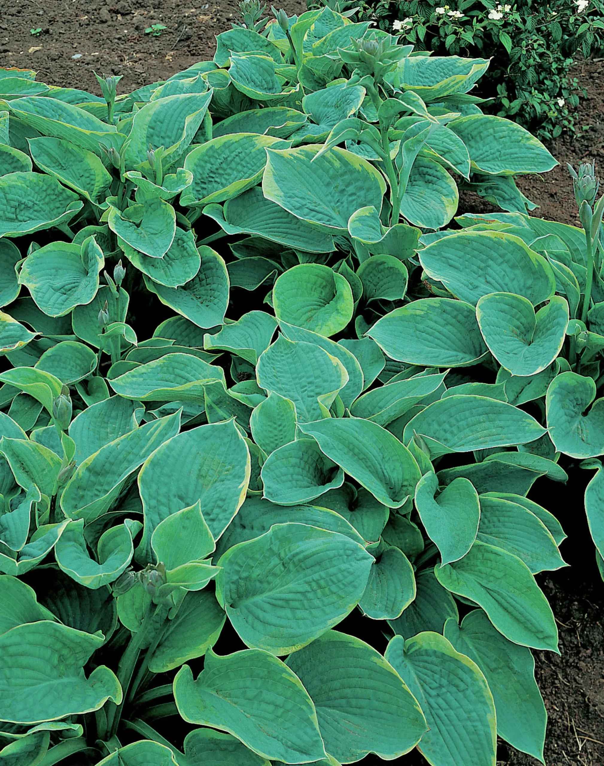 Doftfunkia 'Frances Williams'
