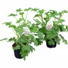 Doftpelargon i 12cm kruka