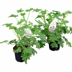 Doftpelargon i 12cm kruka