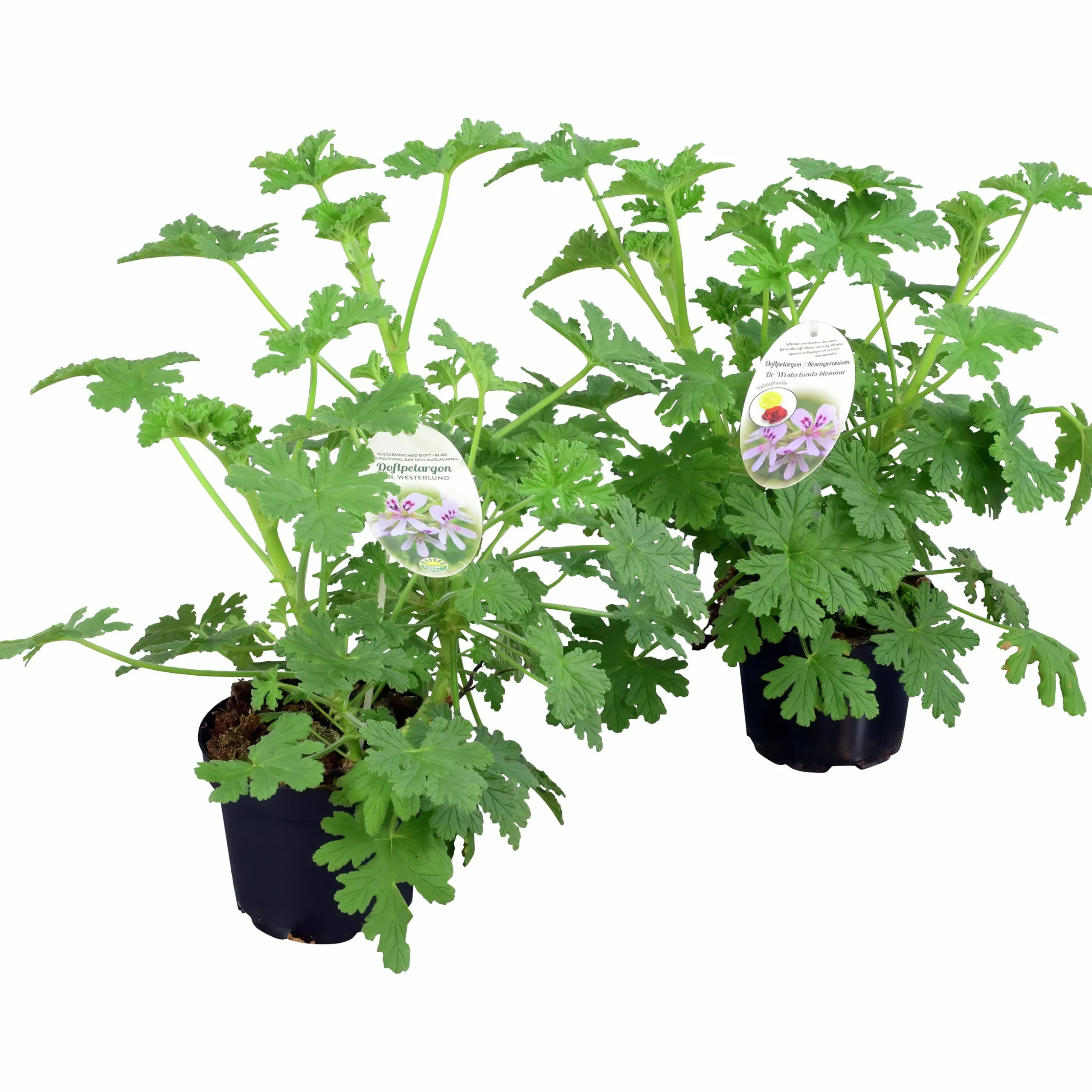 Doftpelargon i 12cm kruka