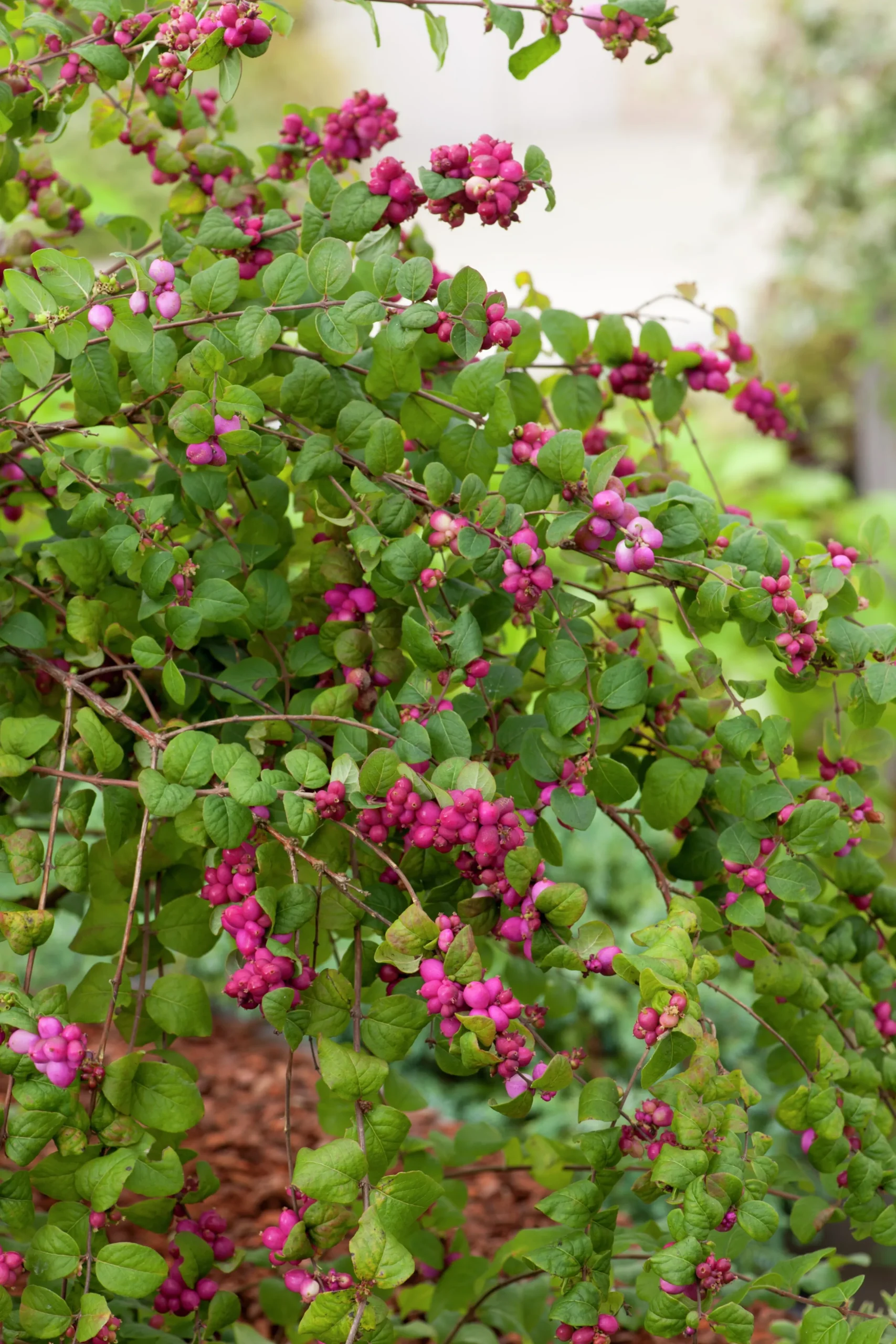 Doorenbos-Snöbär 'Magic Berry' Krukodlad