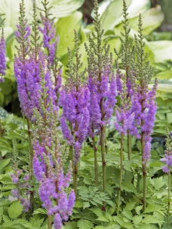 Dvärgastilbe 'Pumila'