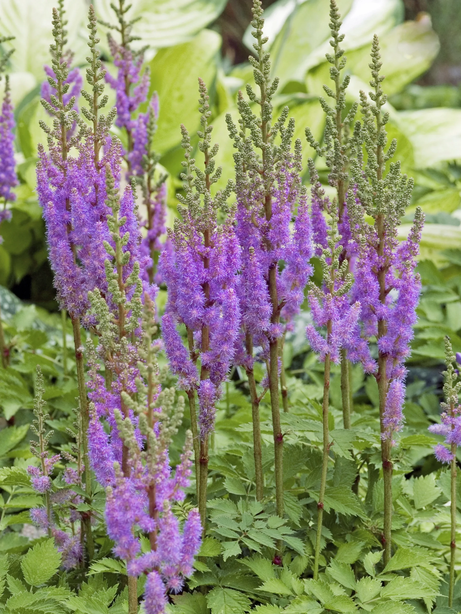 Dvärgastilbe 'Pumila'