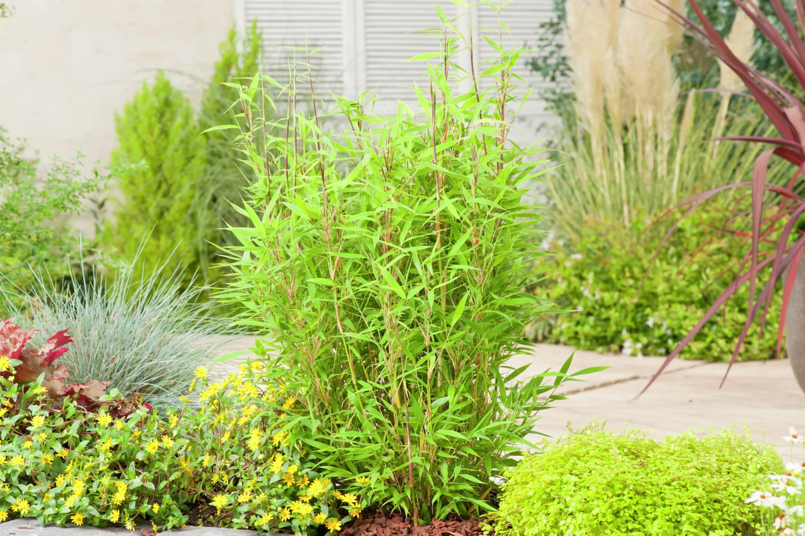 Dvärgbambu 'Bambi'