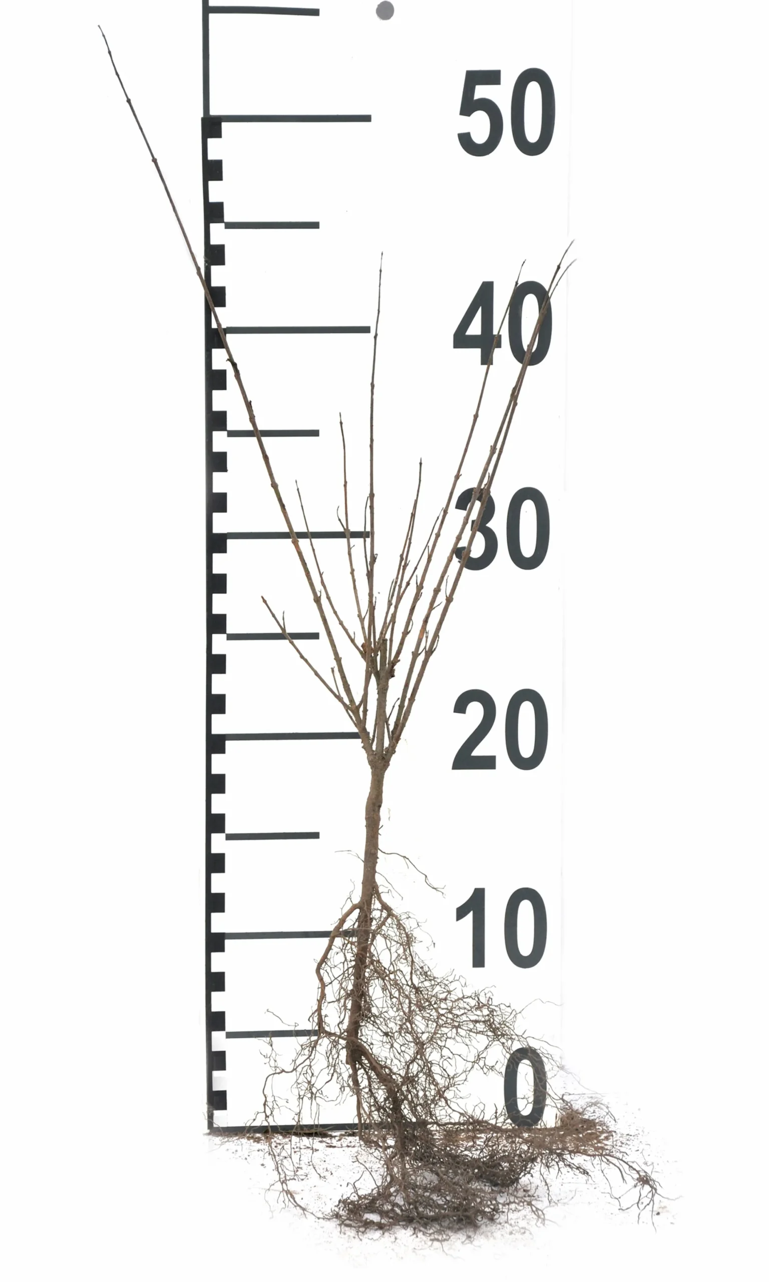 Dvärgliguster 'Lodense' Barrotad