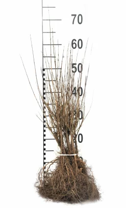 Dvärgliguster 'Lodense' Barrotad