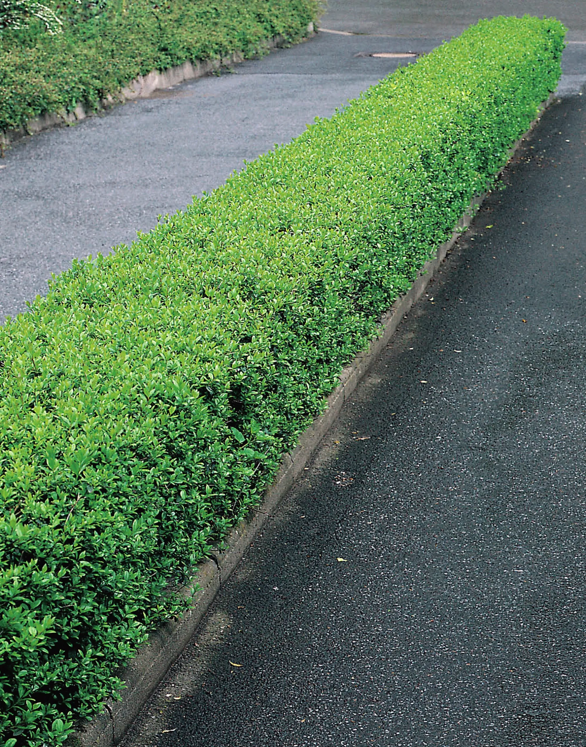 Dvärgliguster 'Lodense' Barrotad