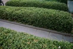 Dvärgliguster 'Lodense' Barrotad