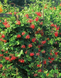 Eldkaprifol 'Dropmore Scarlet'