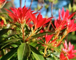 Eldröd buskrosling 'Forest Flame'