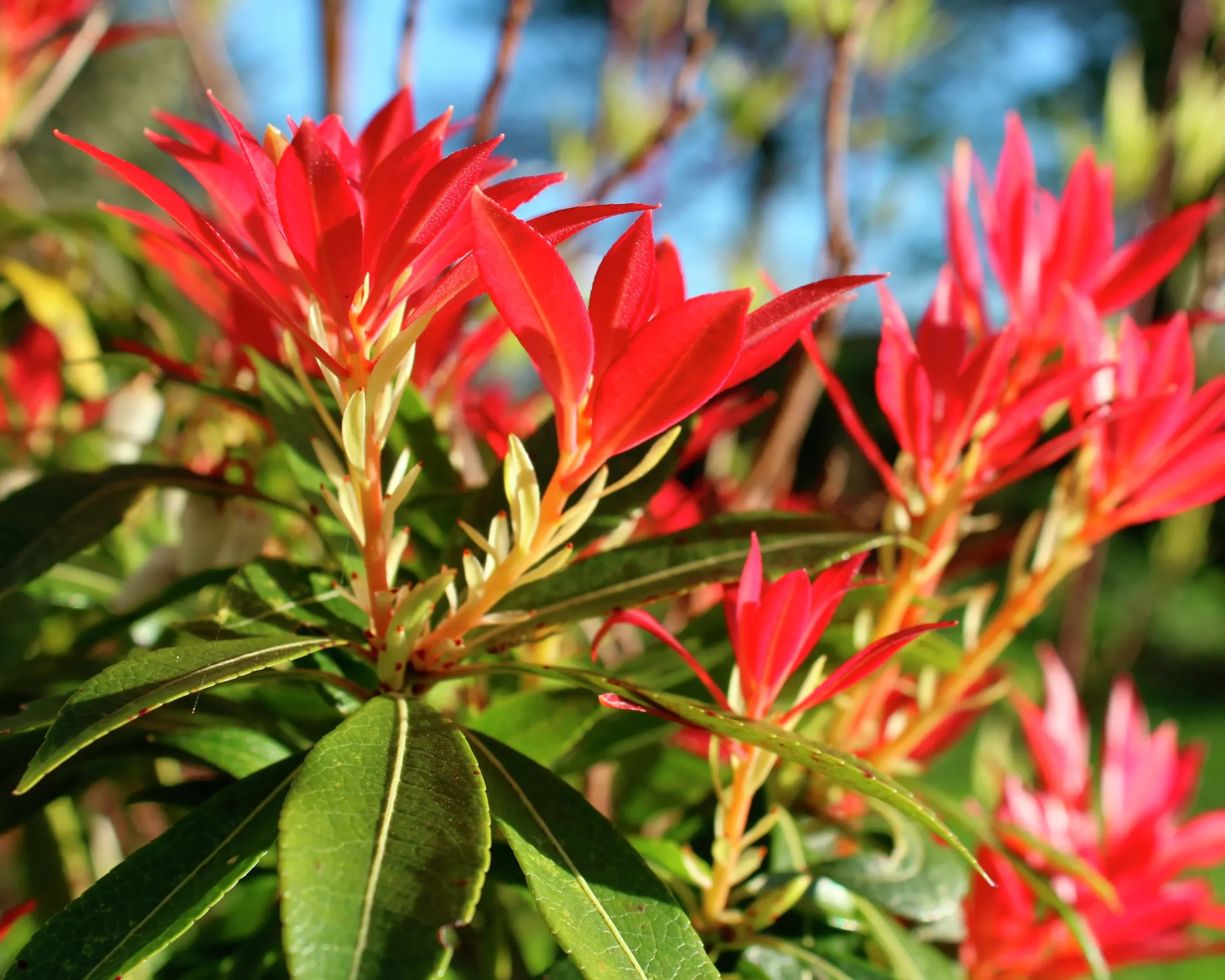 Eldröd buskrosling 'Forest Flame'
