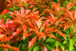 Eldröd buskrosling 'Forest Flame'