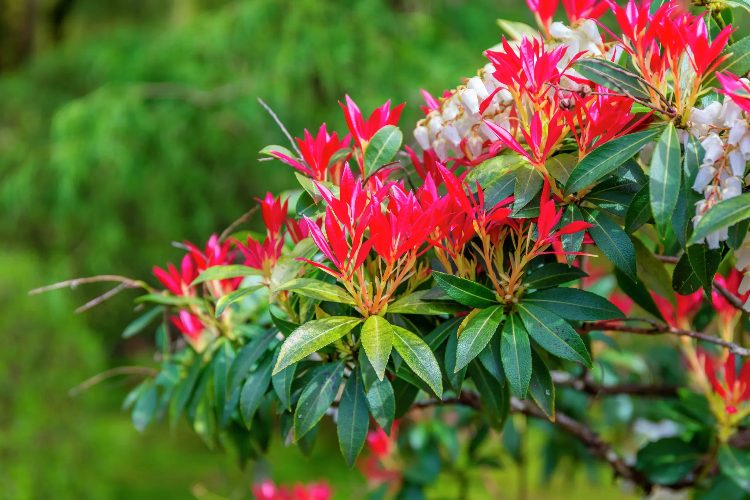 Eldröd buskrosling 'Forest Flame'
