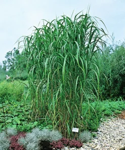 Elefantmiskantus 'Giganteus' syn. Elefantgräs 2L