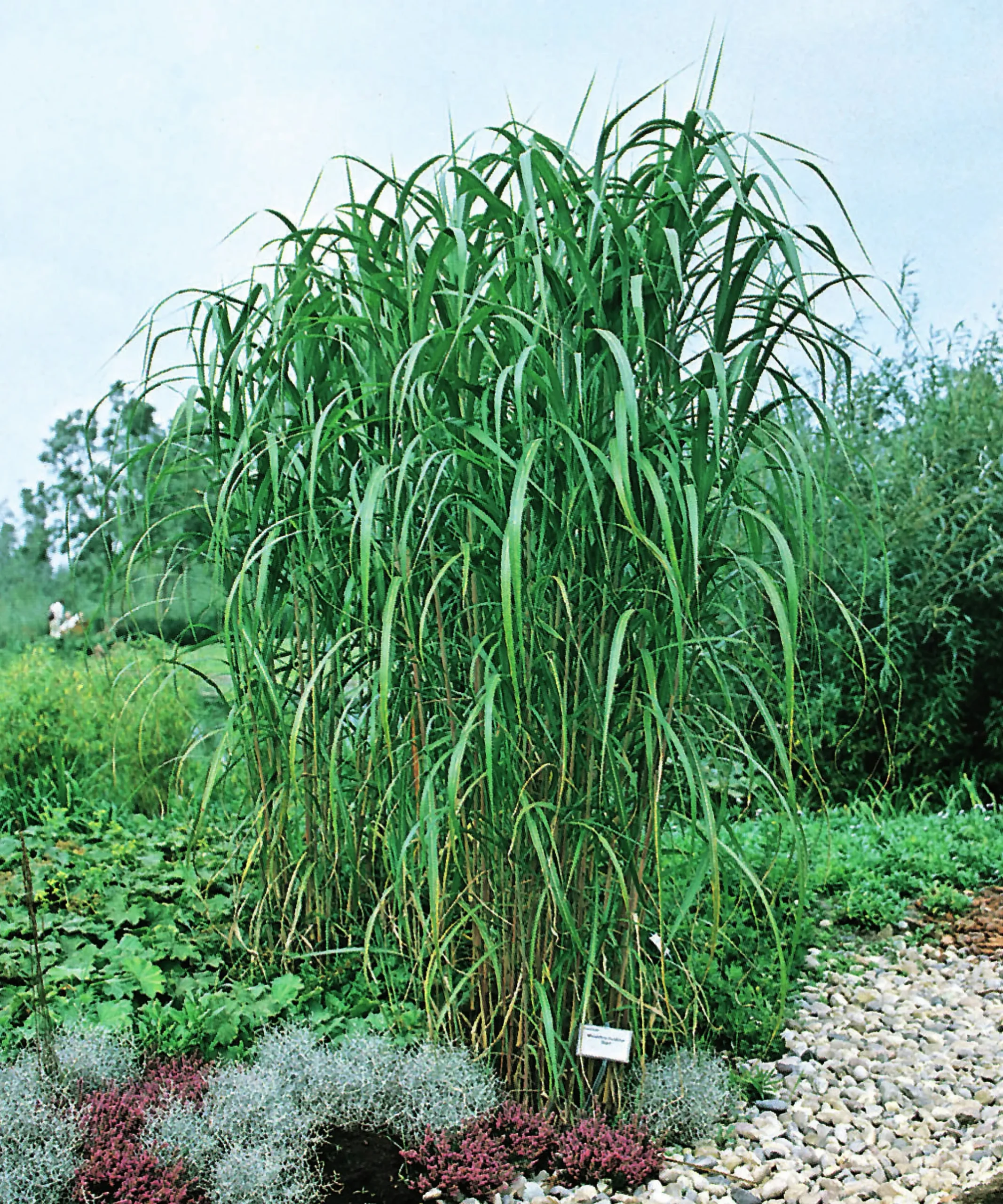 Elefantmiskantus 'Giganteus' syn. Elefantgräs 2L