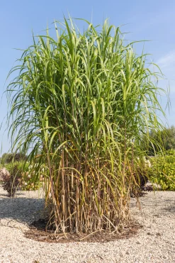 Elefantmiskantus 'Giganteus' syn. Elefantgräs 2L