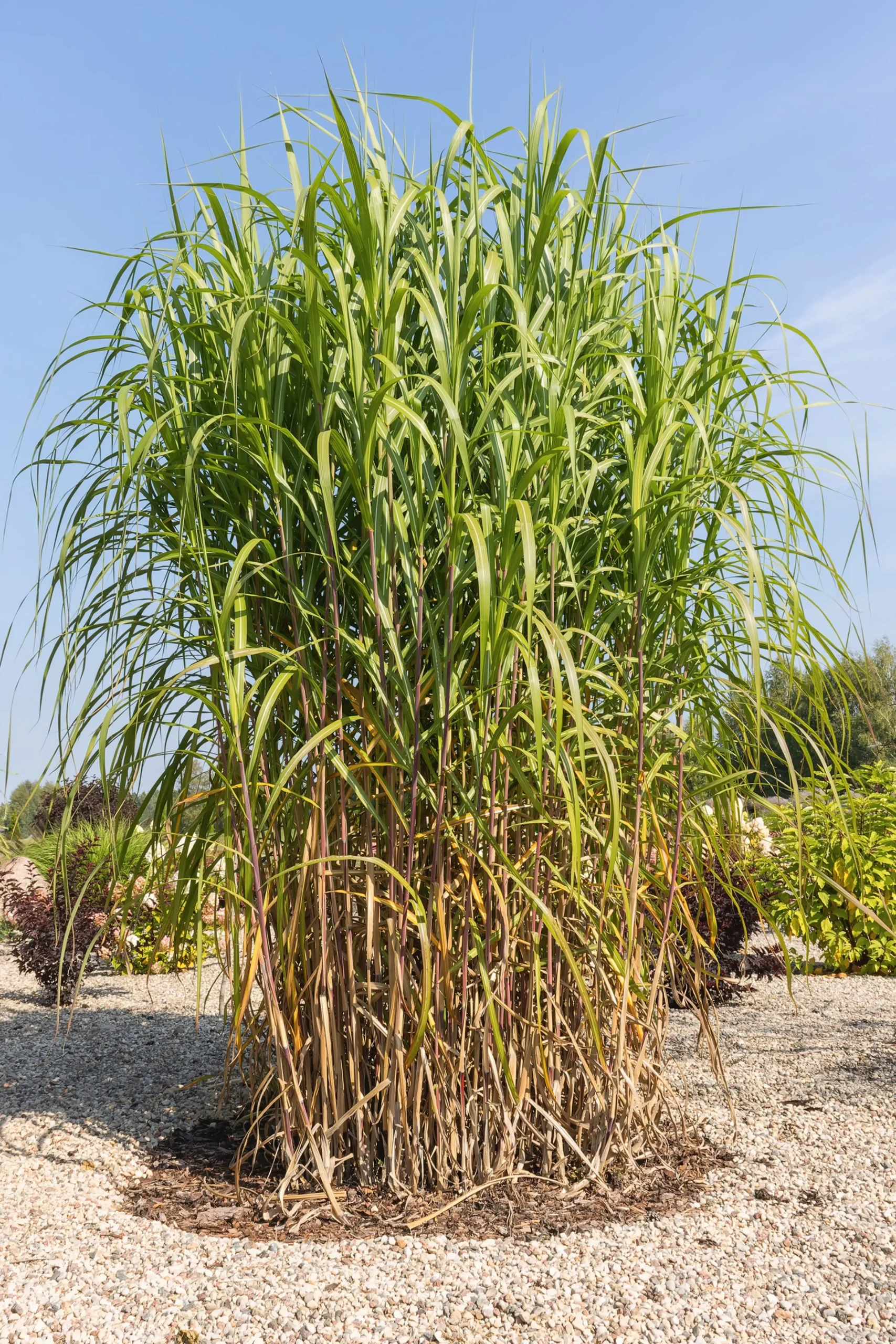 Elefantmiskantus 'Giganteus' syn. Elefantgräs 2L