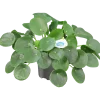 Elefantöra lat. Pilea
