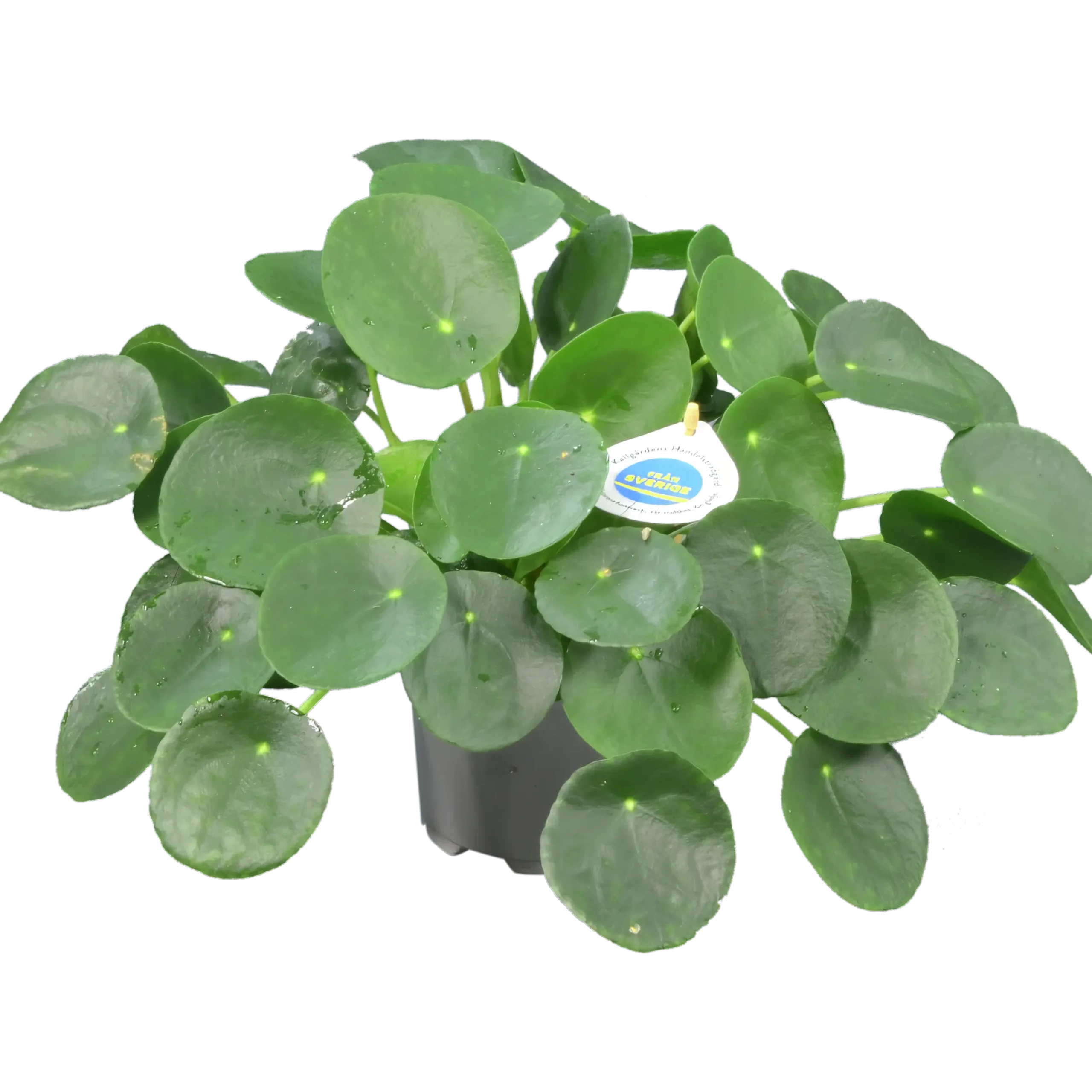 Elefantöra lat. Pilea