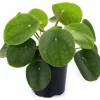 Elefantöra lat. Pilea peperomioides