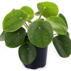 Elefantöra lat. Pilea peperomioides