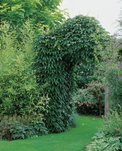Engelmannsvin