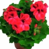 Engelsk Pelargon lat. Pelargonium x domesticum
