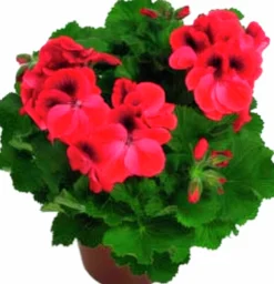 Engelsk Pelargon lat. Pelargonium x domesticum