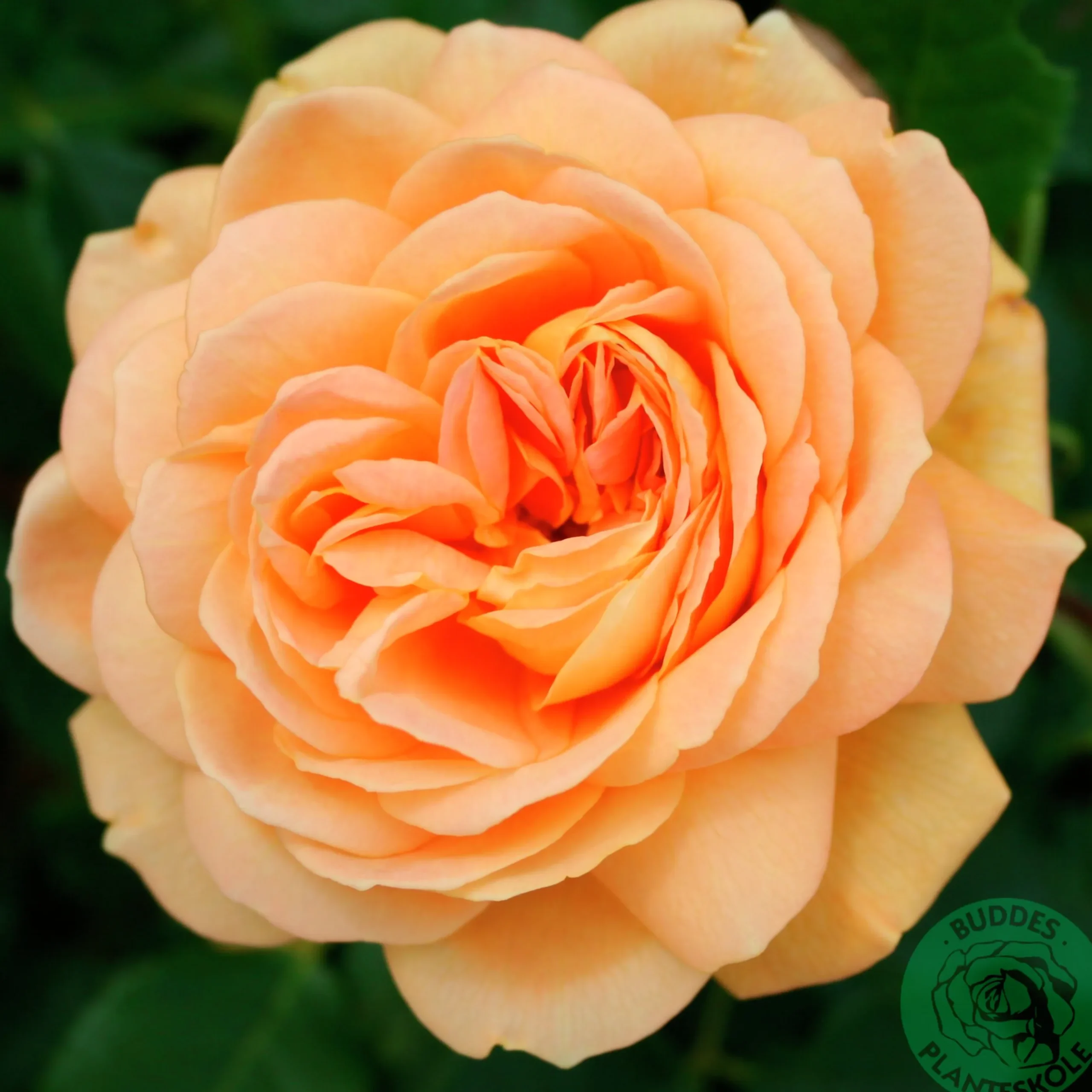 Engelsk Ros 'Golden Celebration' 'Ausgold' Barrotad