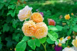 Engelsk Ros 'Golden Celebration' 'Ausgold' Barrotad