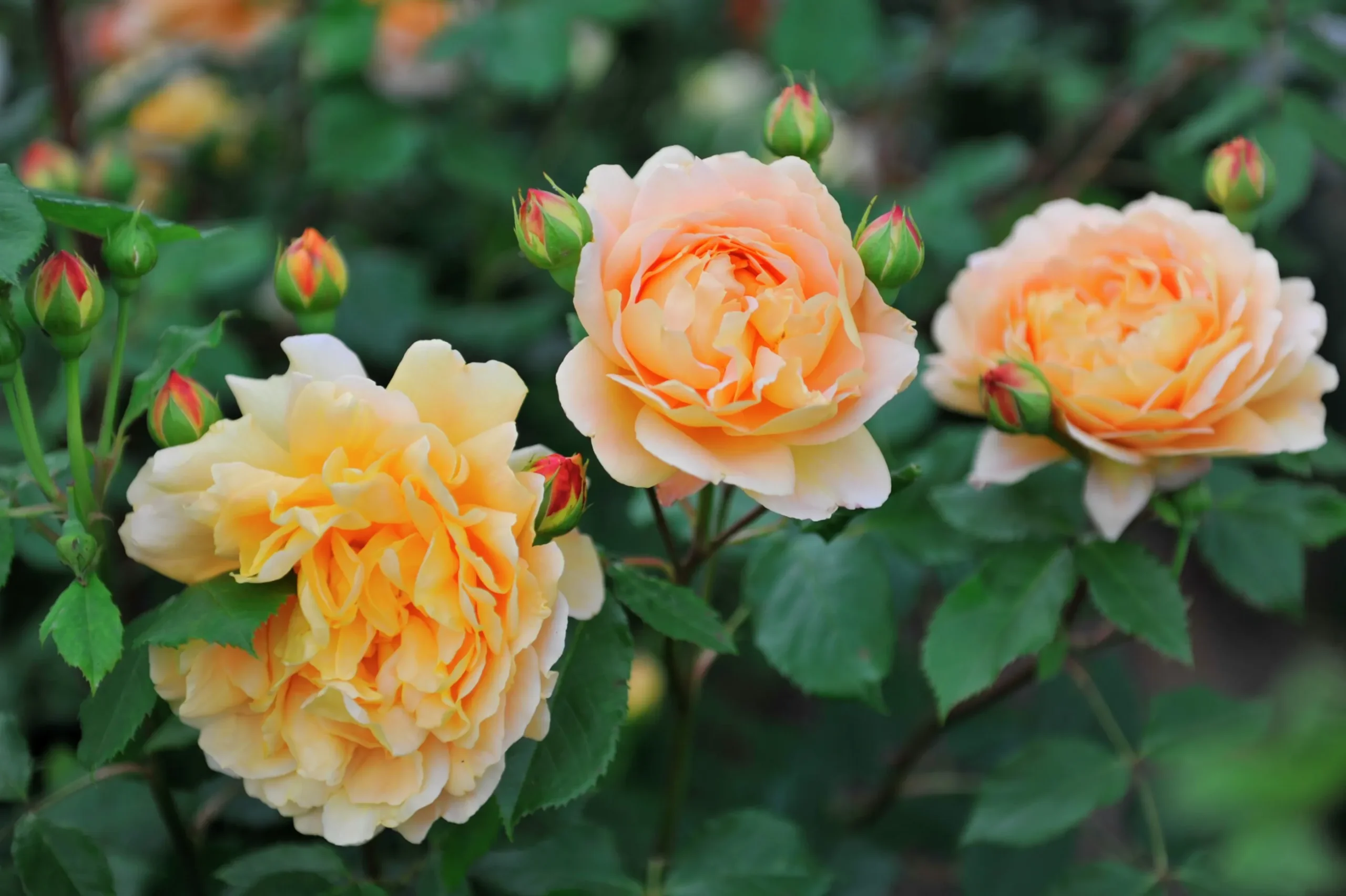 Engelsk Ros 'Golden Celebration' 'Ausgold' Barrotad