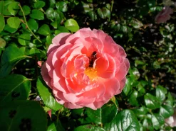Engelsk Ros 'Strawberry Hill' 'Ausrimini' Barrotad