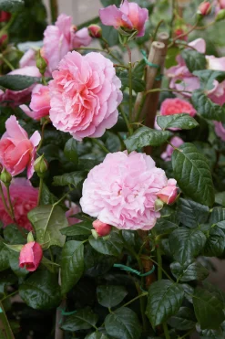 Engelsk Ros 'Strawberry Hill' 'Ausrimini' Barrotad