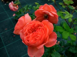 Engelsk Ros 'Summer Song' 'Austango' Barrotad
