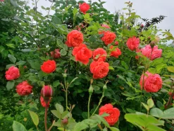 Engelsk Ros 'Summer Song' 'Austango' Barrotad