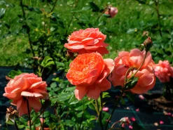 Engelsk Ros 'Summer Song' 'Austango' Barrotad