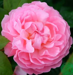 Engelsk Ros 'The Generous Gardener' Barrotad