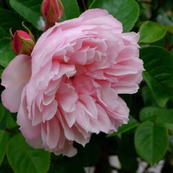 Engelsk Ros 'The Generous Gardener' Barrotad