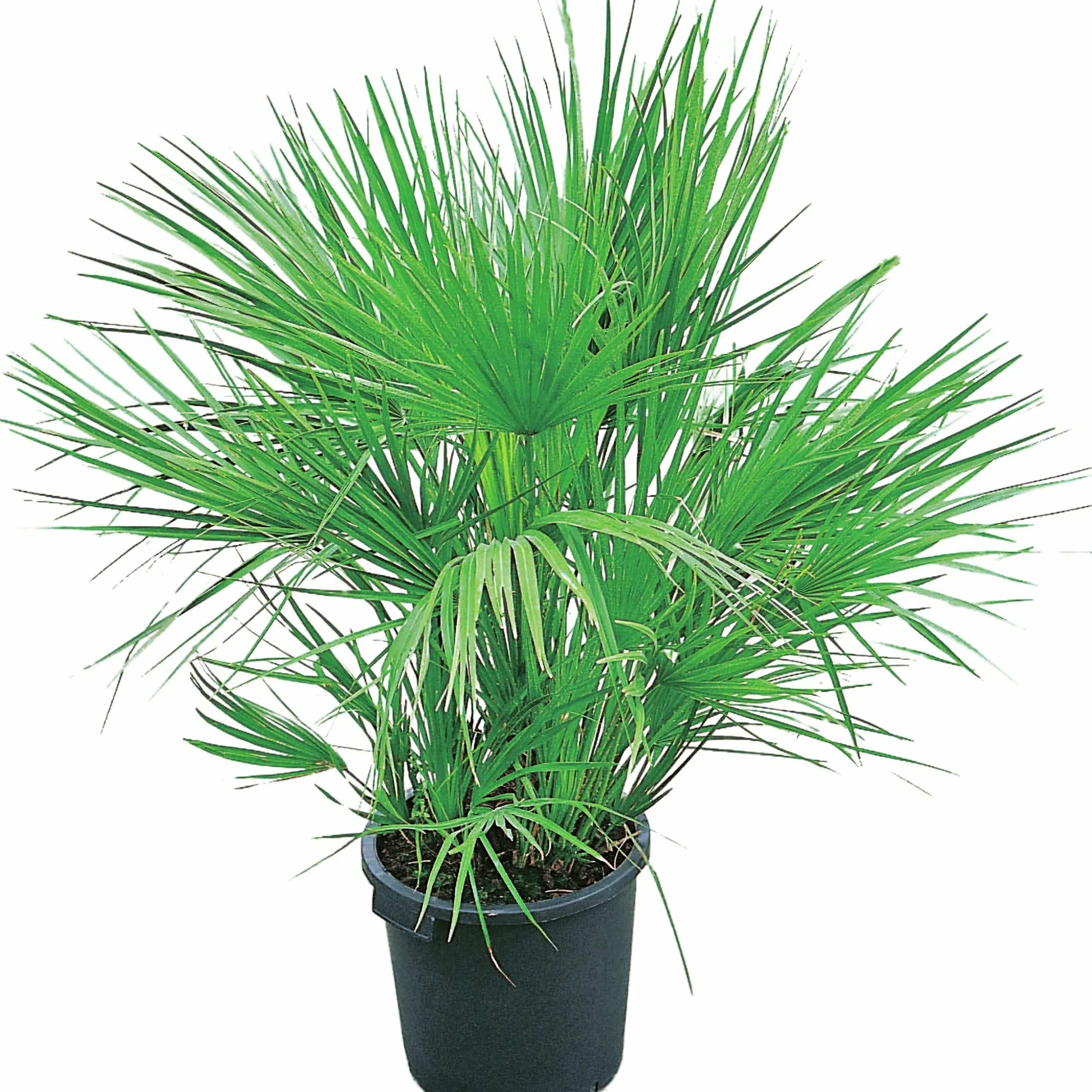 Europeisk Dvärgpalm