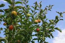 Familjeträd Äpple Krukodlad Zon 5-6