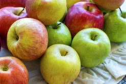 Familjeträd Äpple Krukodlad Zon 5-6