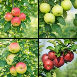 Familjeträd Äpple Krukodlad Zon 5-6
