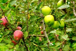 Familjeträd Äpple Krukodlad Zon 1-4