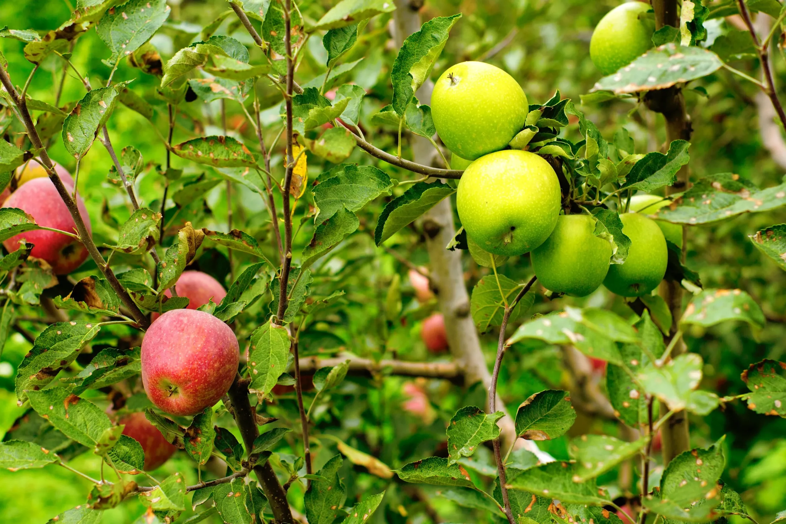 Familjeträd Äpple Krukodlad Zon 1-4