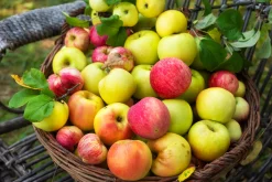 Familjeträd Äpple Krukodlad Zon 1-4