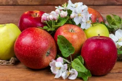Familjeträd Äpple Krukodlad Zon 1-4
