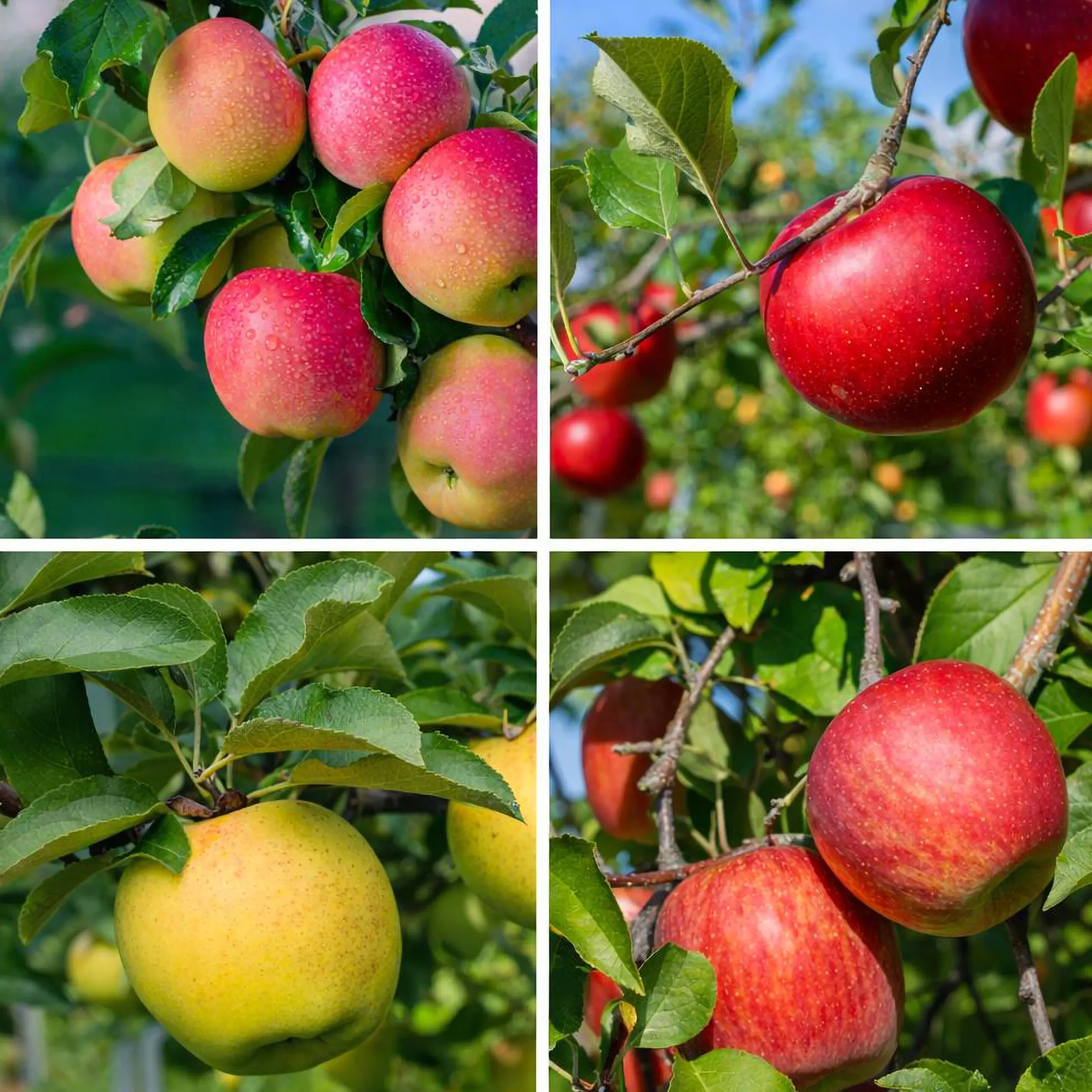Familjeträd Äpple Krukodlad Zon 1-4