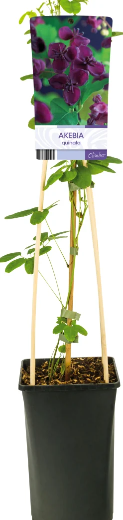 Fembladsakebia