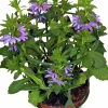 Femtunga lat. Scaevola aemula