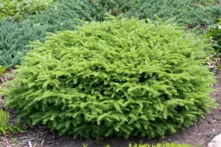 Fågelbogran 'Nidiformis' Krukodlad